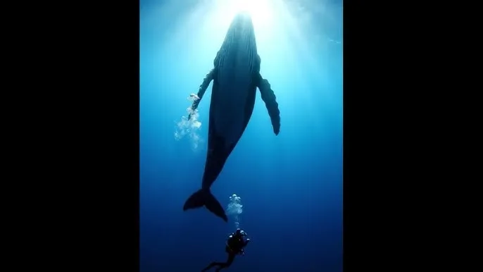 小奶娃h养成 - 深蓝星球：探索海洋深处的未知世界